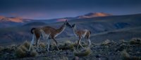 Two wild llamas standing face to face on rocky mountain terrain during golden hour sunset with dramatic sky and Andean peaks in background.