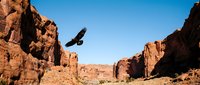 Eagle soaring through desert canyon with red rock formations and clear blue sky, suitable for nature, wildlife, and travel content.