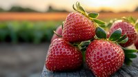 Fresh ripe strawberries with green leaves arranged on dark rustic wooden surface at sunset, macro shot showing detailed texture and natural lighting.