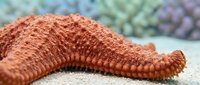 Orange starfish resting on sandy ocean floor with colorful coral reef background in tropical marine environment for educational and nature content.
