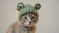 Adorable tabby kitten wearing green knitted frog hat with googly eyes, cute pet costume for social media content and greeting cards.