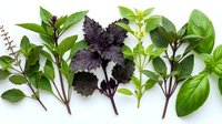 Fresh herb collection with basil, purple coleus, and aromatic plants arranged on white background for culinary and gardening projects.