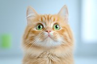 Curious ginger cat with bright green eyes looking up against soft blurred background. Long-haired orange feline portrait showing expressive face and fluffy fur.