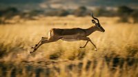 Impala antelope leaping through golden savanna grassland during sunset with motion blur effect capturing wildlife movement in natural African habitat.