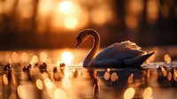 Elegant white swan swimming peacefully on golden lake water during sunset with warm bokeh lights reflecting on surface creating serene wildlife scene.