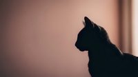 Cat silhouette in profile against warm pink background creating dramatic shadow effect for pet photography and animal lover designs.