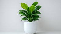 Peace lily plant with glossy green leaves in modern white ceramic pot against neutral background, minimalist home decor styling for interior design.