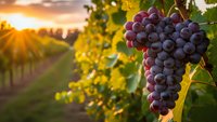 Ripe purple grapes hanging on vine in vineyard at golden sunset with warm light filtering through leaves creating agricultural harvest scene.