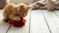Adorable orange tabby kitten playing with red yarn ball on white wooden floor in cozy home interior with soft blankets and coffee cups in background.