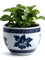 Fresh green houseplant growing in traditional blue and white ceramic pot with oriental pattern design, isolated on white background for home decor and gardening concepts.
