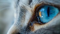Extreme close-up macro shot of bright blue cat eye with detailed iris texture, brown fur around eye area, and sharp focus on pupil. For nature and animal photography.