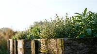 Herb garden plants growing in rustic wooden raised beds with natural sunlight, suitable for gardening, agriculture, and lifestyle content.