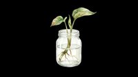 Plant cutting in glass jar with water and visible roots, isolated on transparent background. Ready for design use on t-shirts, stickers, clipart, print-on-demand products, and sublimation projects.