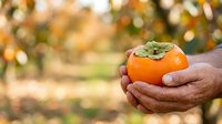Ripe persimmon fruit held in farmer's hands against orchard background, harvest season agriculture produce.
