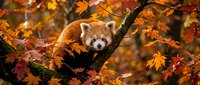 Adorable red panda resting on tree branch surrounded by vibrant autumn foliage in orange and yellow colors creating peaceful wildlife scene.