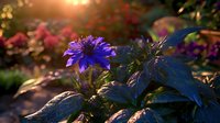 Vibrant purple cornflower blooming in garden at golden sunset hour, with bokeh lights and green foliage creating dreamy summer atmosphere.