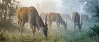 Herd of brown cattle grazing peacefully in misty morning pasture with soft golden sunlight filtering through trees creating serene rural farm atmosphere.