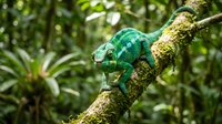 Green chameleon reptile sitting on mossy tree branch in tropical rainforest environment with lush vegetation background for wildlife and nature projects.