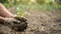 Caucasian male hands holding young seedling plant in soil, wearing work gloves, planting in garden or agricultural field for growth and environmental conservation.