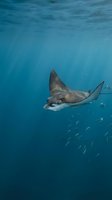 Graceful manta ray gliding through crystal clear blue ocean waters with small fish swimming nearby in tropical marine environment.