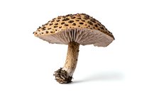Spotted mushroom with textured cap and ribbed underside isolated on white background, perfect for nature publications and botanical illustrations.