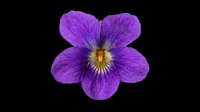 Purple violet flower isolated on transparent background, ready for t-shirt design, stickers, clipart, print on demand, and sublimation projects.