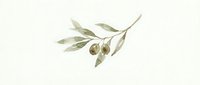 Watercolor olive branch with green leaves and olives isolated on transparent background for Mediterranean design projects.