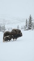 Musk ox with calf standing in deep snow during heavy snowfall with evergreen trees and mountains in background creating serene arctic winter landscape scene.