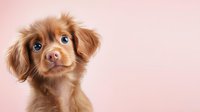 Brown cocker spaniel puppy with bright blue eyes tilting head curiously against soft pink background, displaying adorable expression and fluffy ears.