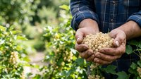 Farmer holding harvested chickpeas in hands over crop field, agricultural production and legume farming concept for harvest, food industry, and sustainable agriculture.