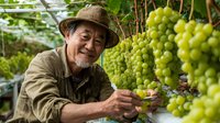 Senior Asian farmer in straw hat harvesting ripe green grapes in vineyard, smiling while carefully selecting fruit from abundant clusters hanging from vines.