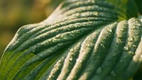Macro shot of green leaf with water droplets and detailed vein texture, suitable for nature, botanical, and environmental design projects.