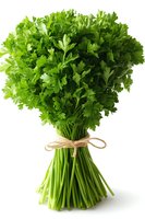 Fresh parsley bunch tied with twine on white background, vibrant green leaves and stems isolated for culinary and food photography use.