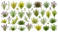 Collection of various herb and plant species arranged in rows showing different leaf textures, colors and growth patterns for botanical reference and culinary use.
