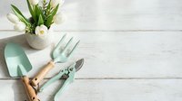 Mint green gardening tools with wooden handles and white tulips in ceramic pot on rustic white wooden background for spring planting and garden design projects.