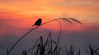 Small bird perched on tall grass blade against vibrant orange and pink sunset sky creating peaceful nature silhouette scene for wildlife photography projects.