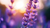 Purple lavender flowers blooming in golden sunset light with soft bokeh background for aromatherapy and wellness designs.