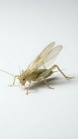 Isolated pale grasshopper with transparent wings on white background, ready for design use in educational materials, clipart, and digital projects.