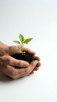 Mature hands gently protecting young green plant seedling growing from dark soil, symbolizing environmental care, growth, and nurturing nature.