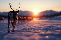 Majestic reindeer silhouetted against golden winter sunset walks through deep snow with antlers visible, herd visible in background creating atmospheric Nordic scene.