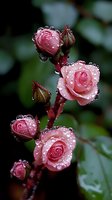 Pink rose buds and blooms covered in morning dew drops against dark background, creating romantic natural macro photography composition.