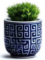Fresh dill herb growing in blue and white ceramic pot with Greek key pattern design on white background, suitable for kitchen and garden decor.
