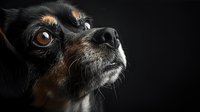 Close-up portrait of black and tan Chihuahua dog on dark background showing expressive brown eyes and detailed facial features, dramatic lighting highlights texture.