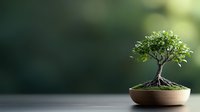 Small bonsai tree with twisted trunk and fresh green leaves in ceramic pot against blurred dark background, zen garden minimalist composition.