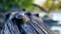 Weathered dark driftwood with textured grain and natural patterns against blurred green background, showcasing organic wood detail for nature photography.