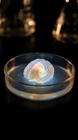 Glowing translucent brain model floating in glass petri dish with warm bokeh lights creating scientific research atmosphere for medical education.