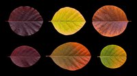 Six autumn leaves in rich fall colors, isolated on transparent background. Ready for clipart, stickers, t-shirt design, sublimation, and print on demand projects.
