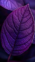 Vibrant purple leaf with detailed vein patterns and textured surface captured in macro photography against dark background, showcasing natural botanical structure.