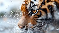 Close up portrait of majestic tiger face with amber eye and detailed fur pattern in winter setting with falling snow creating atmospheric nature scene.