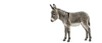 Gray donkey standing in profile on white background isolated for design and educational materials.